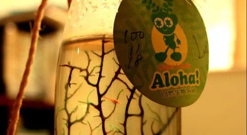 我們家孤單的火山蝦