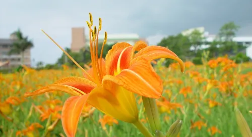 想念台東的單純