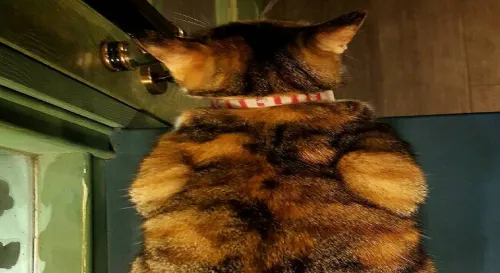 發現一個可以宅的地方 - 聞山咖啡永春有貓店