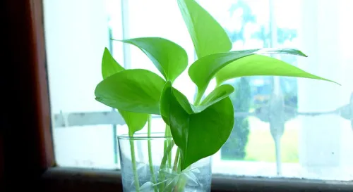 窗台上的黃金葛。