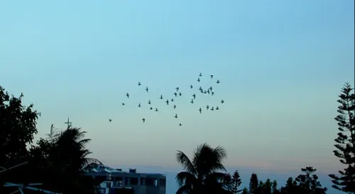 但願人長久，千里共嬋娟。