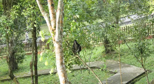 回檳城走走之青年公園眼鏡葉猴