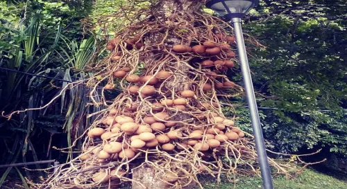 砲彈樹，只能說還真是樹如其名啊