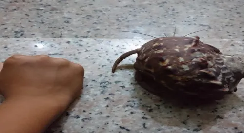 小籠包在民宿旁發現龐然大物月光螺殼寄居蟹超大的