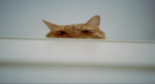 怪咖的異想世界