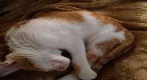 主子您醒醒啊