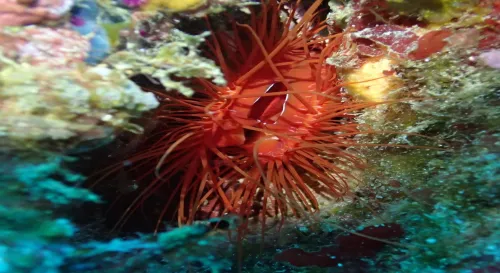 火焰貝及豆丁海馬下海18米跟它初體驗