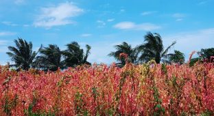 台11線上的景緻-紅藜田