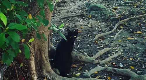 住家後頭的小公園，這隻有讓我想起魔女宅急便裡的GIGI