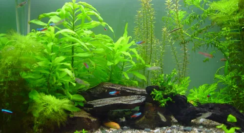 一兩黑殼蝦的功力