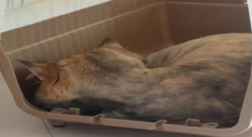 蜜蜜 去別的地方睡啦...