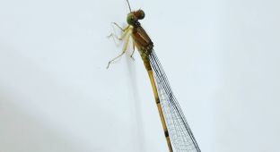 獨自一個人的2個星期，第5晚意外的訪客。