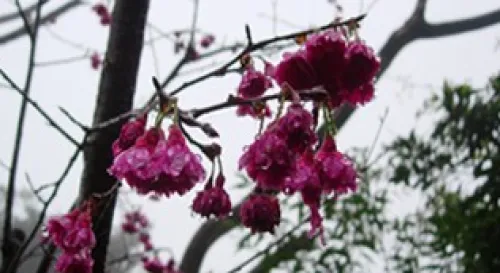 緋紅色的金針山