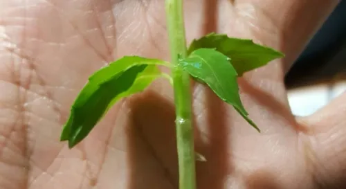 原來種九層塔並不需要種子啊