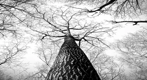 使用CSS讓整個網頁由彩色變黑白色！