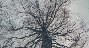 再大的樹，都有倒下的時候。