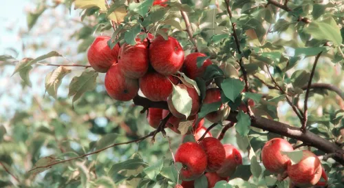 強摘的果實不甜