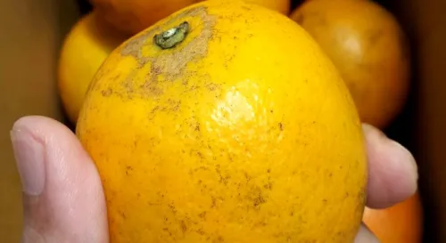 來自台東的禮物，晚崙西亞橙。