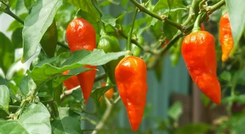 鄰居種植的鬼椒，據說很辣，歡迎我們採用，但我實在沒有勇氣嚐試@@