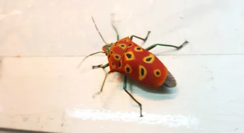 買個晚餐也碰的到黃盾背椿象