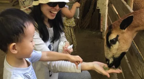 Go 牧場 feed cows sheeps ducks rabbits