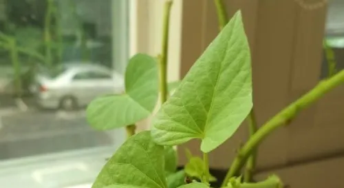 人生就應該像這頑強生命力的地瓜葉