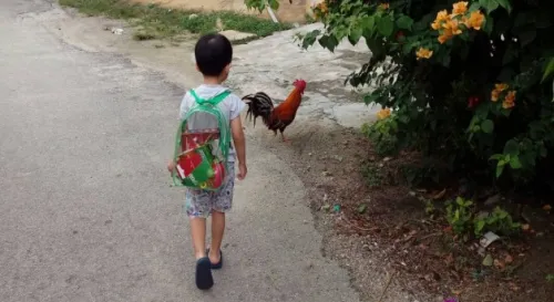 媽咪，牠們會飛嗎？