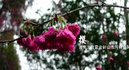 太麻里金針山的櫻花。