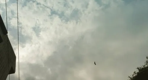 汐止天氣晴，空中有神鵰