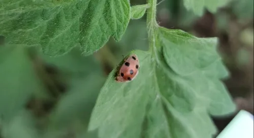 發現茄十二星瓢蟲
