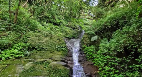 今天陽光沒那麼強烈，適合野採