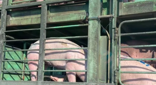 所以你們是在激動甚麼