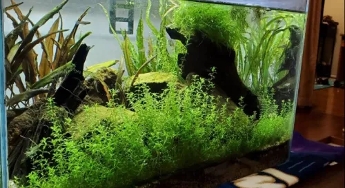 我在努力重建我的工作環境妳在電魚