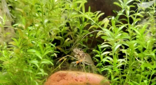 水族箱裡不小心混到了這隻