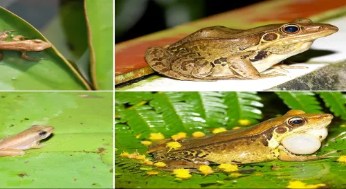 我的芳名就叫做狗蛙