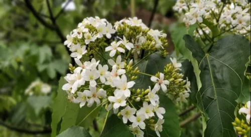 聽說最近是賞油桐花的季節-2021年客家桐花祭