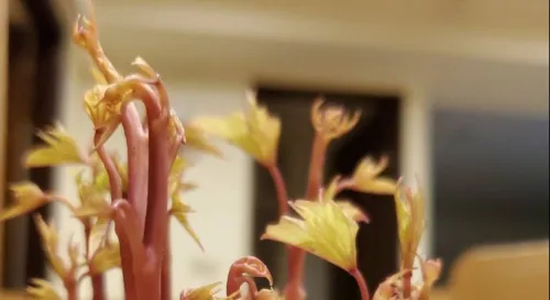 食材不小心發芽了