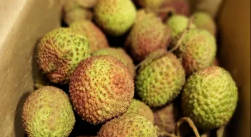 防疫物資玉荷包荔枝