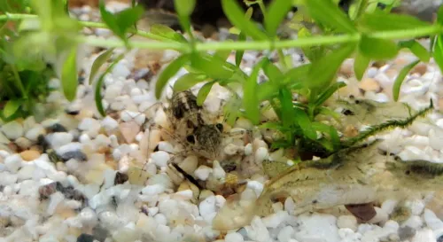 蜻蜓的幼蟲水蠆