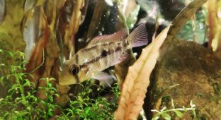 如果不小心撈到一隻吳郭魚你會怎麼處理