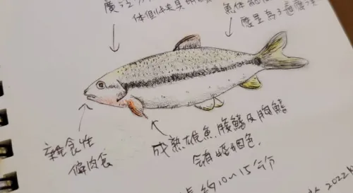 生態紀錄台灣馬口魚