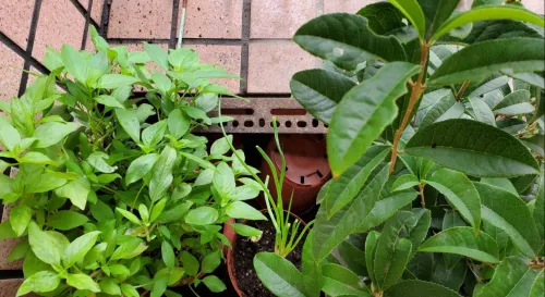 十九樓高的花臺角落