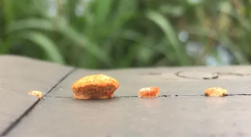 越是平凡不起眼的存在越是說故事人眼中的精靈