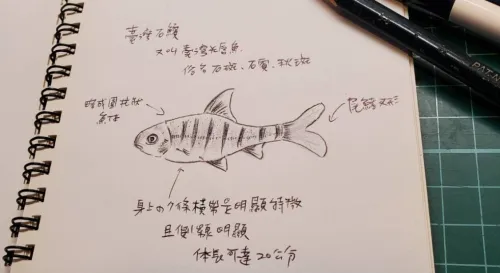 生態紀錄臺灣石賓