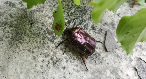發現白點花潛金龜