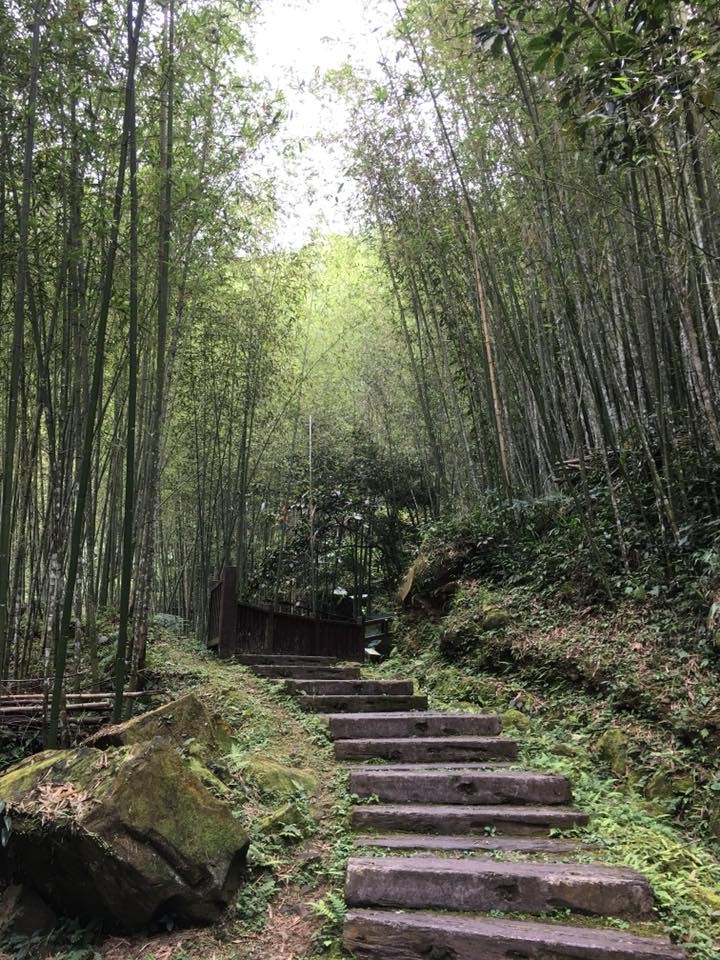 綠色隧道 綠色隧道
