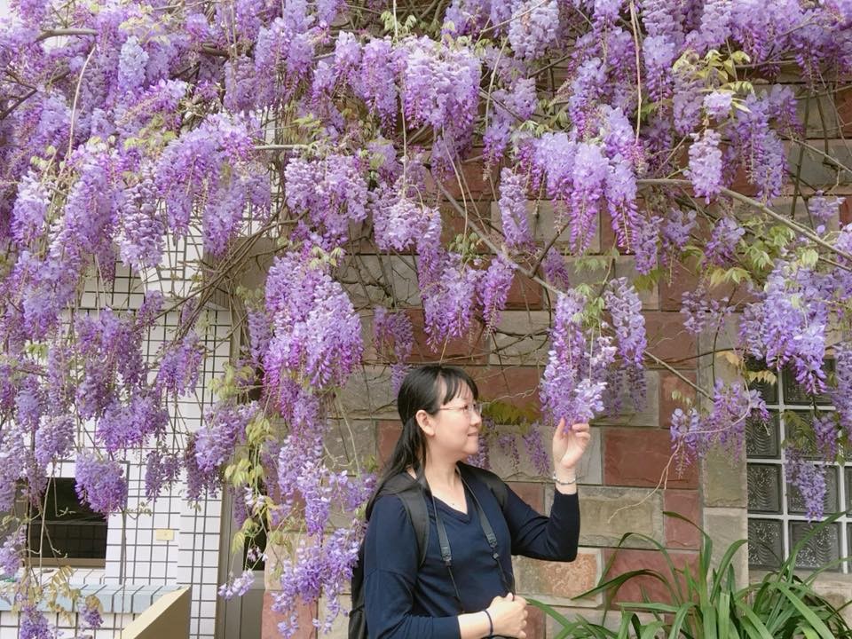 紫藤花盛開 紫藤花盛開