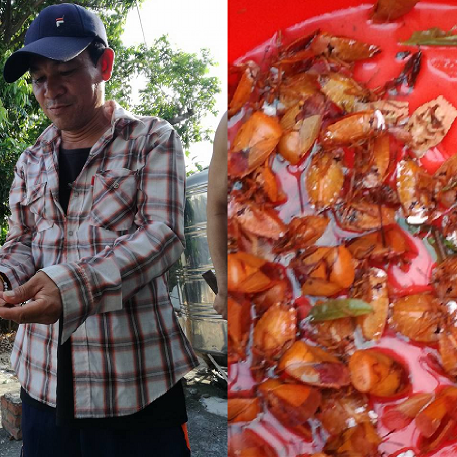 一隻一塊錢!泰勞興奮狂抓「荔枝椿象」 大讚:超級好吃 一隻一塊錢!泰勞興奮狂抓「荔枝椿象」 大讚:超級好吃